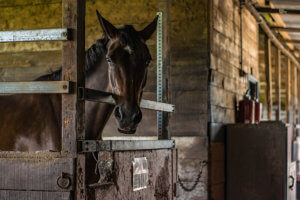 A horse peeks out from a stable stall, looking curiously at the viewer.