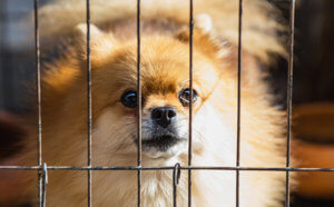 A close-up image of a fluffy Pomeranian dog looking through bars of a cage.