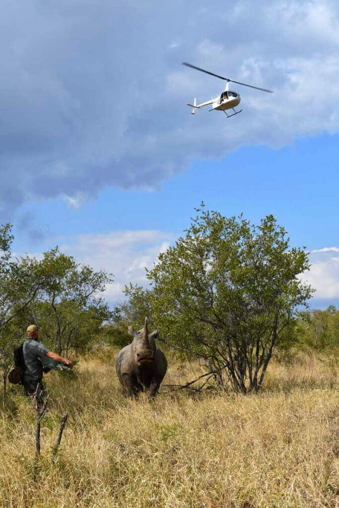 Rhino pictured during fieldwork
