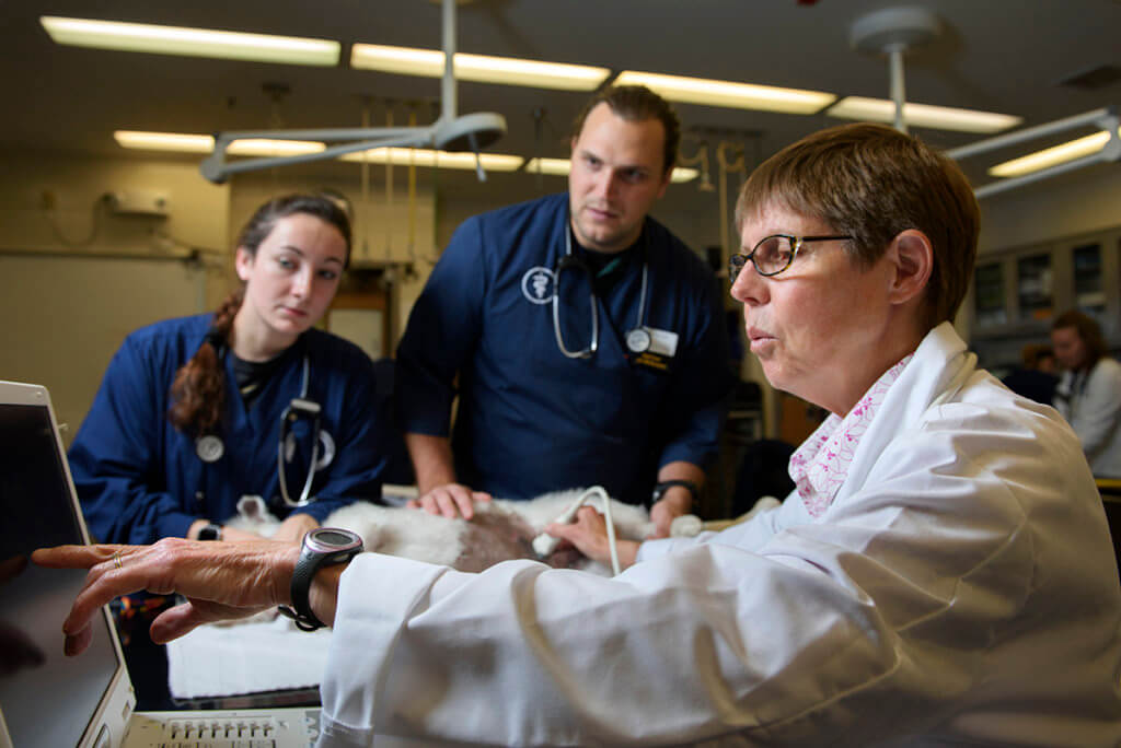 Dr. Debbie Knapp pictured performing an ultrasound on a dog