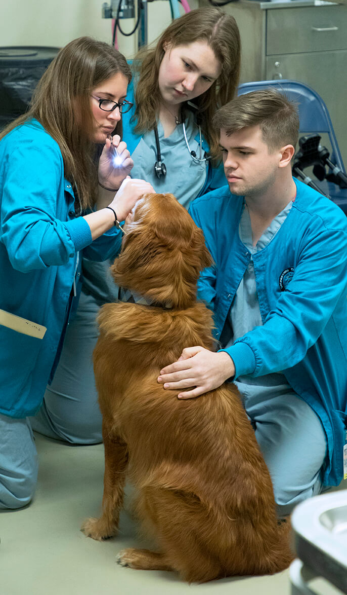 Who are Pet Professors? | Purdue University College of Veterinary Medicine