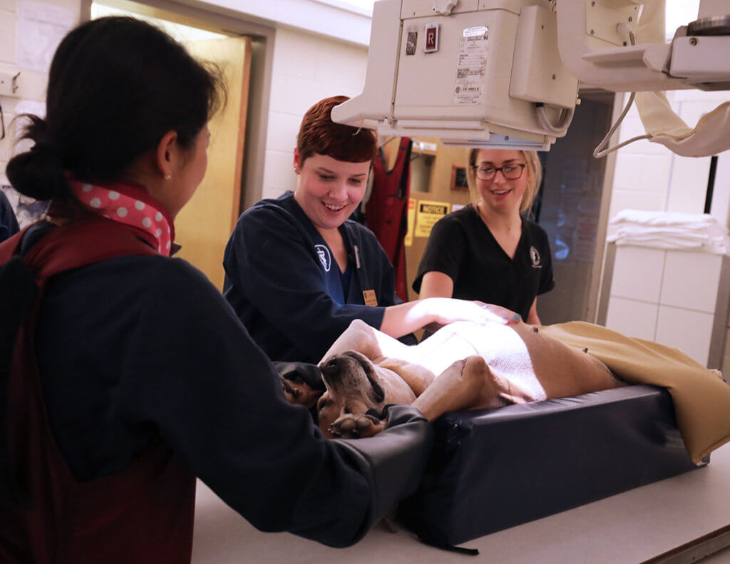 Veterinary Technician Brittney Rhodes pictured with Sadie Sue and veterinary students