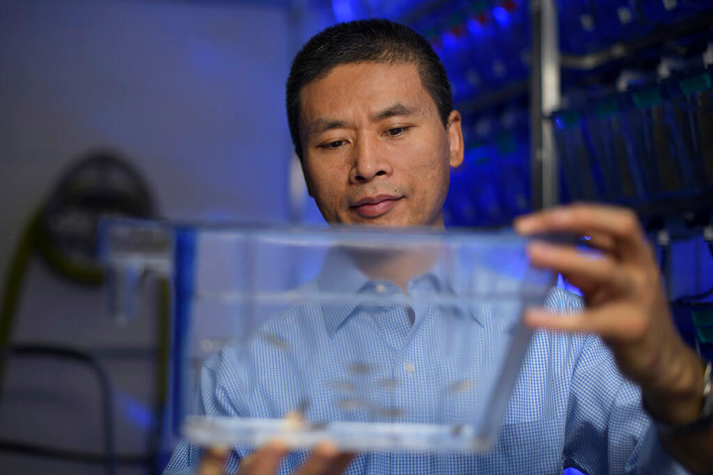 Dr. GuangJun Zhang pictured in lab with zebrafish