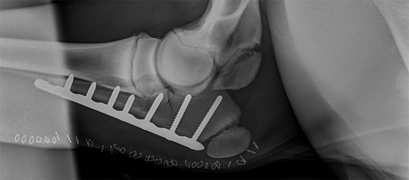 radiograph pictured of Golden Tie's olecranon fracture and the locking compression plate in place