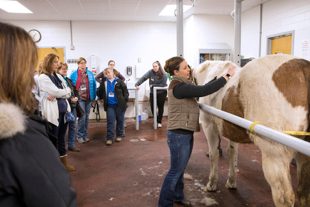 Dr. Koziol demonstrates acupuncture on a horse