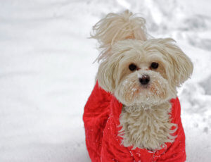 A small dog in a red coat stands in snowy surroundings.