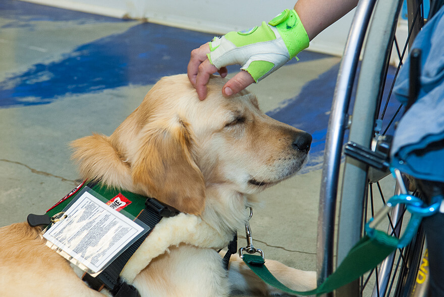 service dog pictured with handler