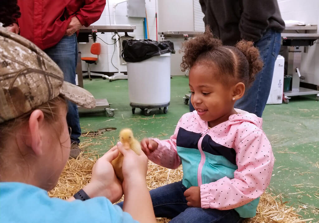 Small child reaches for a baby chick held by a Purdue veterinary student