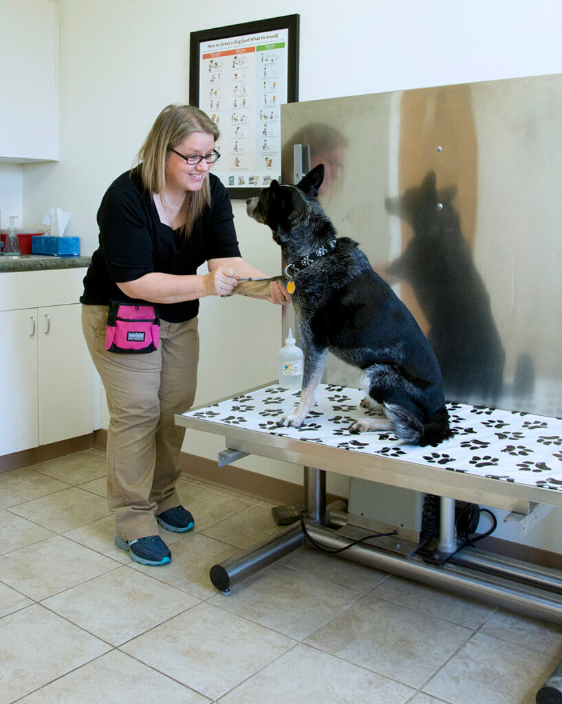 Alicea pictured working with a dog in an exam room