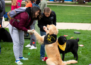 A joyful scene of people interacting with golden and black dogs on a grassy area, emphasizing companionship and pet therapy.