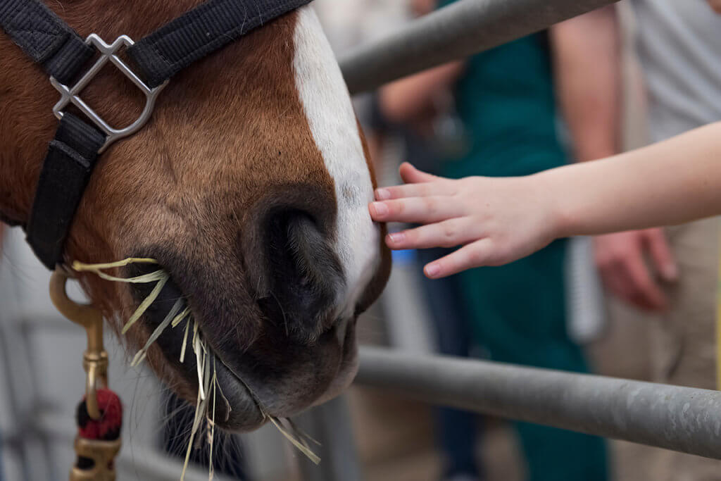 A child reaches out to touch the nose of a horse while the horse chews on hay