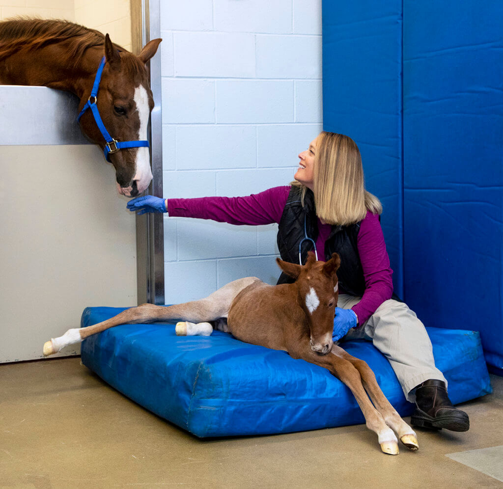 Sandy Taylor sits with foal on a padded mat while the foal's mother stretches her neck over the doorway