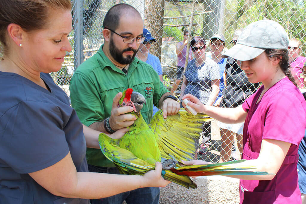A wildlife veterinarian demonstrates proper handling technique of a macaw while two participants assist and additional participants look on