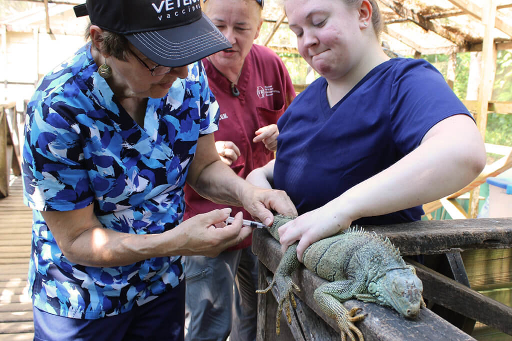 An instructor provides guidance while one participant restrains an iguana and the other participant draws blood