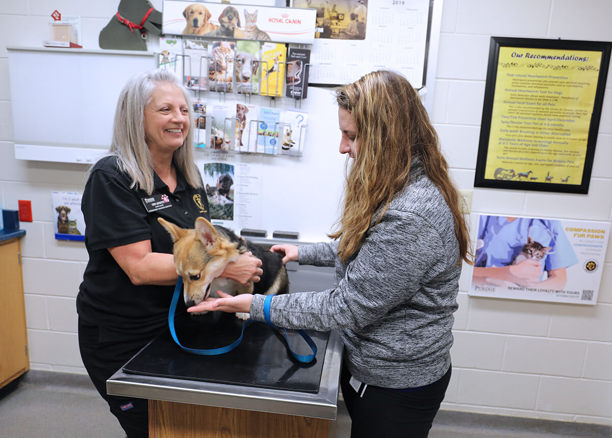 Cindy holds the corgi puppy on the exam table while Chelsi feeds him a treat