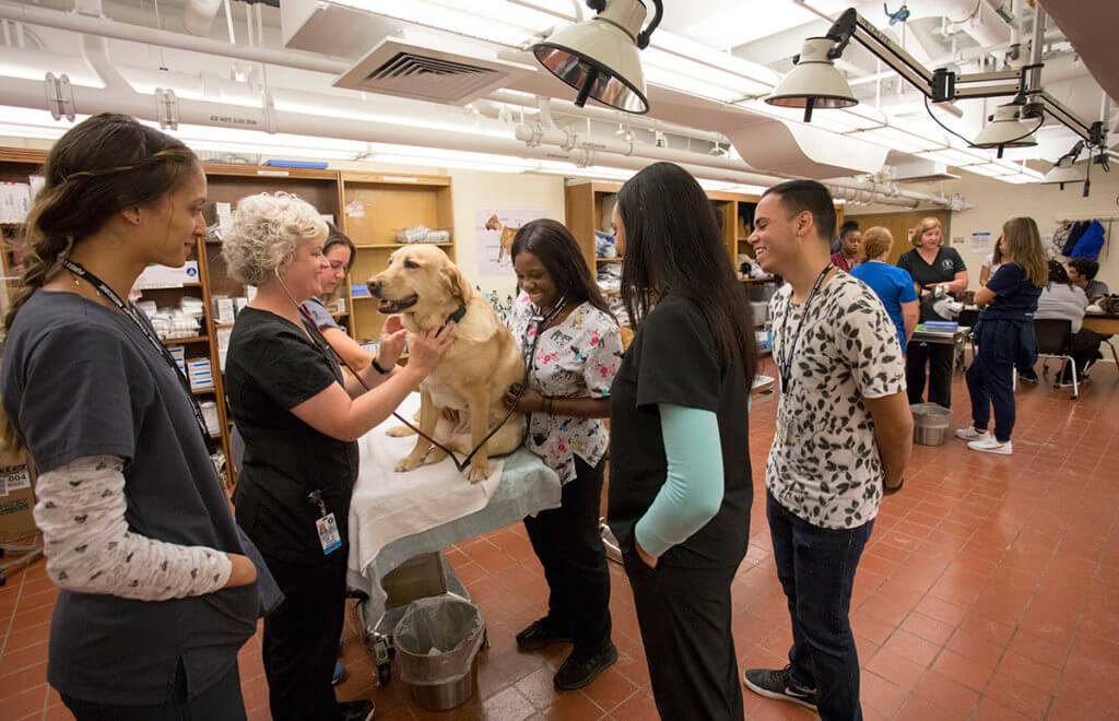 Participants listen to a yellow Labrador's heart with Danielle Buchanan and additional participants work with veterinary technicians on small animal exam skills