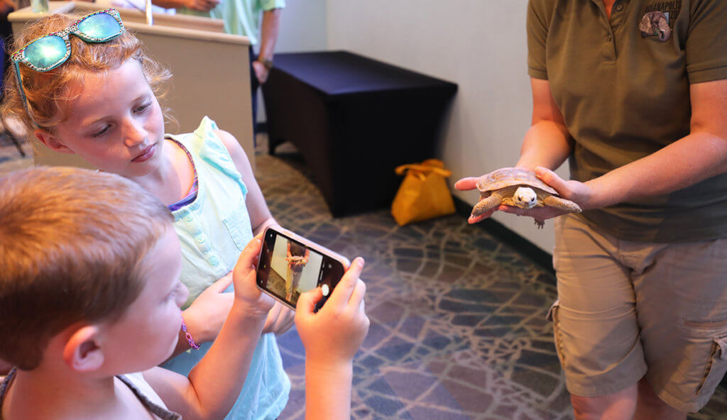 A little boy takes a photo of a turtle held by a zoo staff member while a little girl looks on