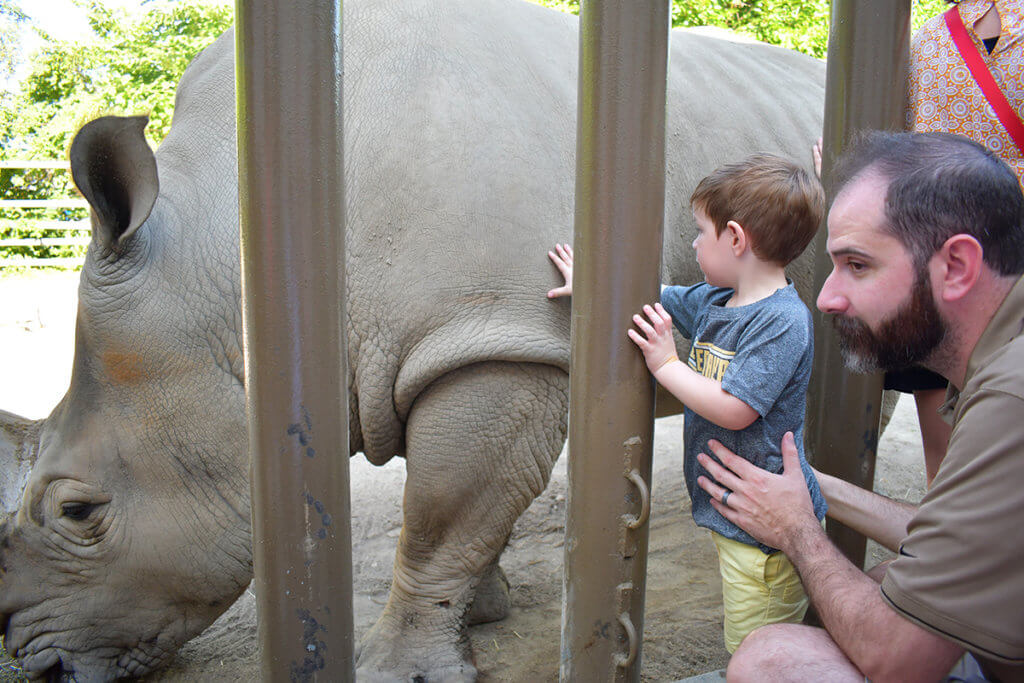 A boy held by his dad touches the side of a rhino