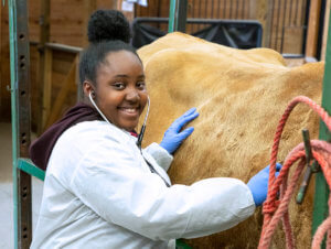 A person in a lab coat and gloves is smiling while listening to a cow with a stethoscope in a farm setting.