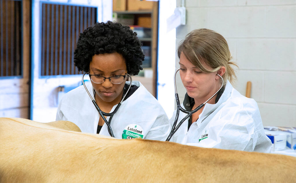 Participants examine a cow with their stethoscopes