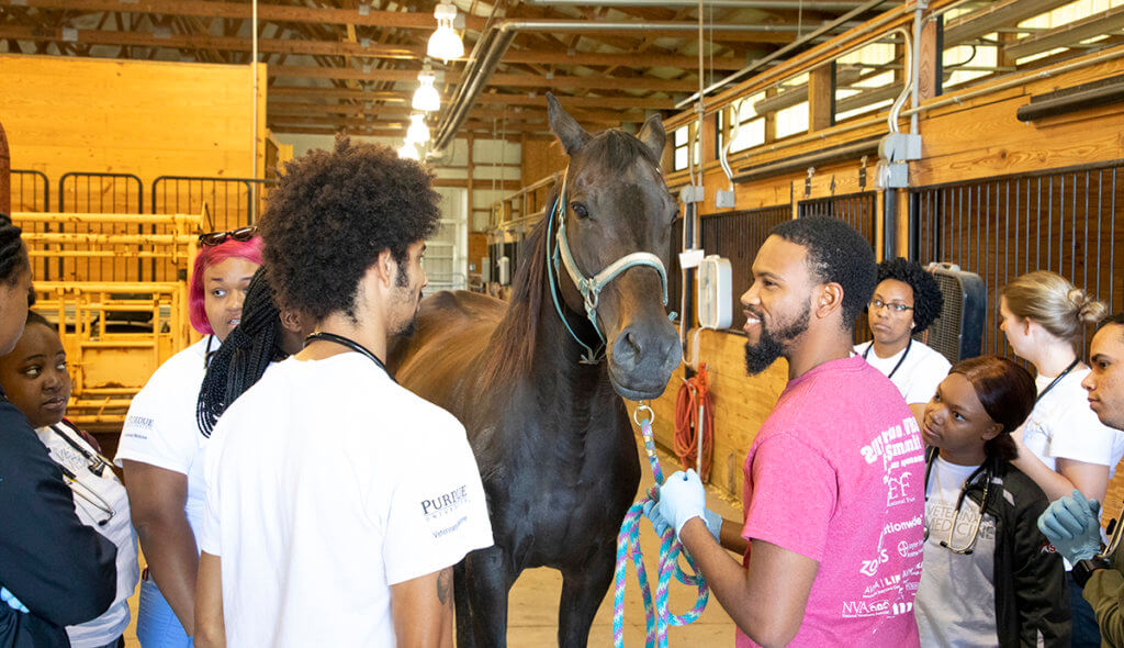 Edris holds the reigns of a horse in the Equine Health Science Annex with Vet Up! College participants gathered around