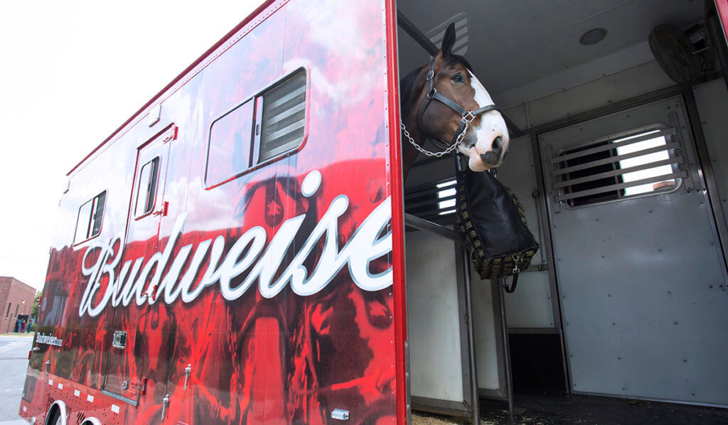 Majestic the Budweiser Clydesdale stands in his horse trailer