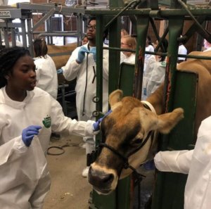 A veterinary training session showing individuals in lab coats interacting with a cow.