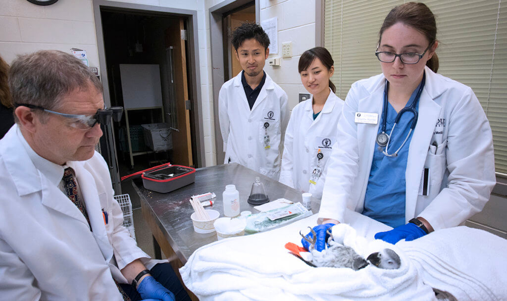 Kitasato students observe a procedure on an African Gray bird