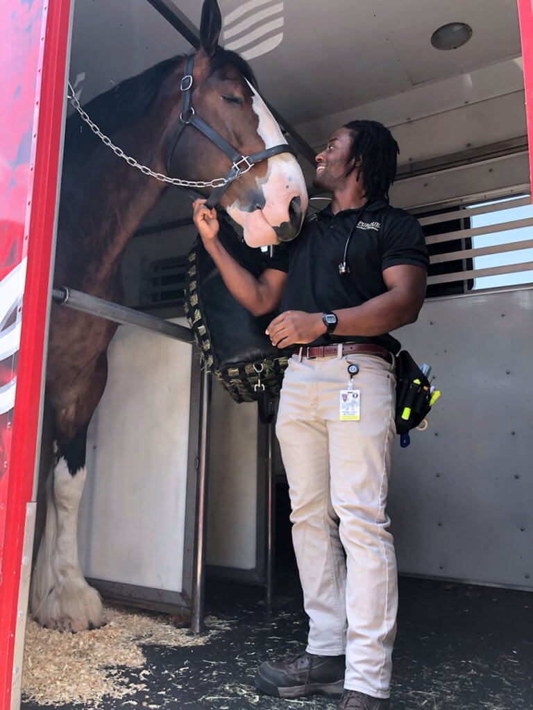 Walter stands with Majestic in the trailer holding onto his harness