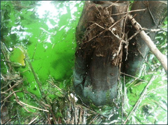 Blue Green Algae in a Central Indiana Pond