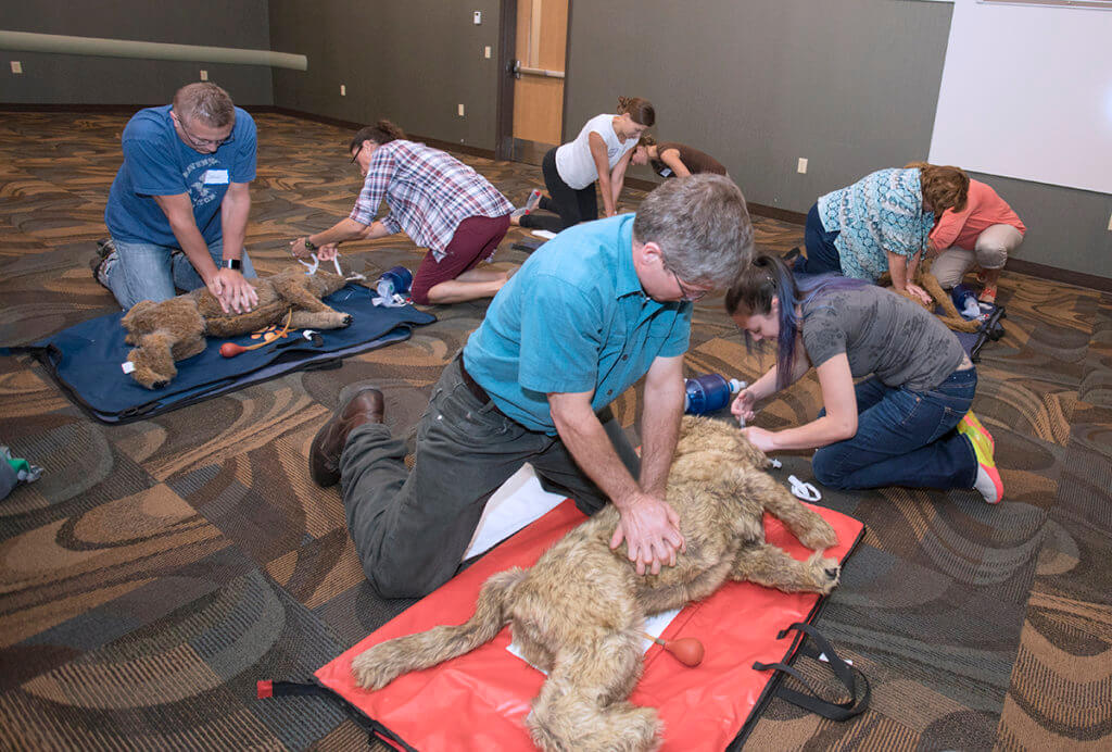 Participants practice CPR on canine dummies