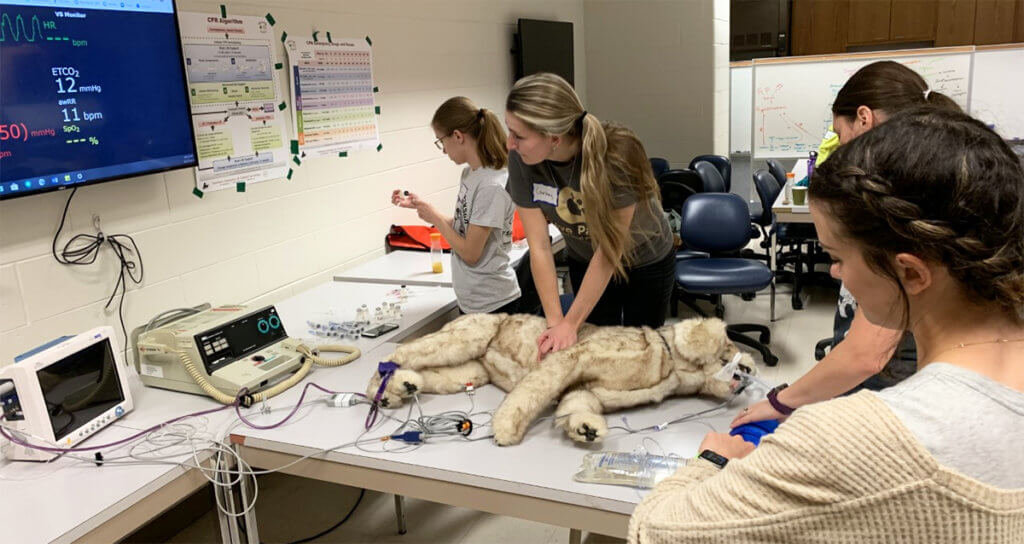 Veterinary nurses practice CPR on a dog model