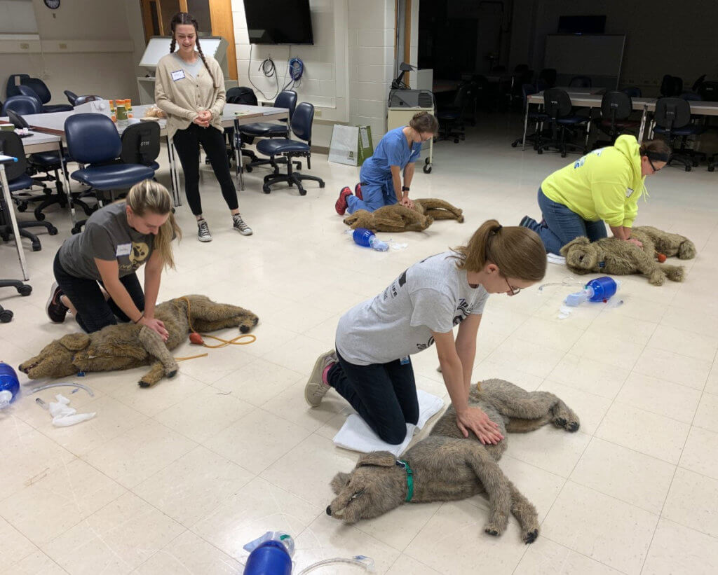 Workshop participants kneel on the floor while practicing chest compressions on model dogs