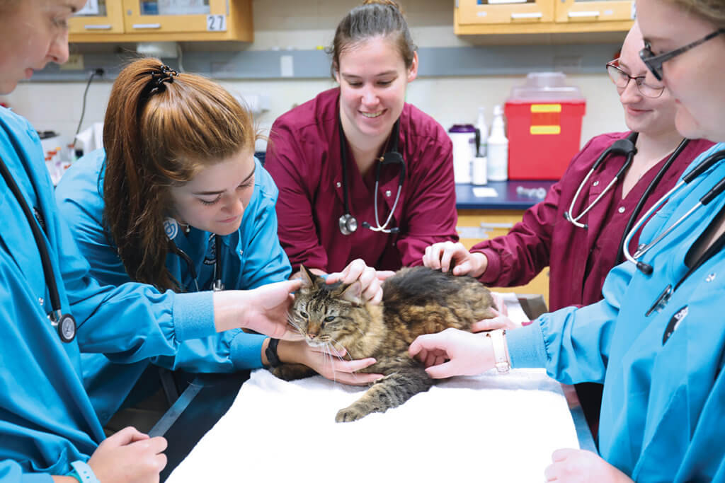 A group of veterinary nursing students work together to exam a cat in the Veterinary Teaching Hospital