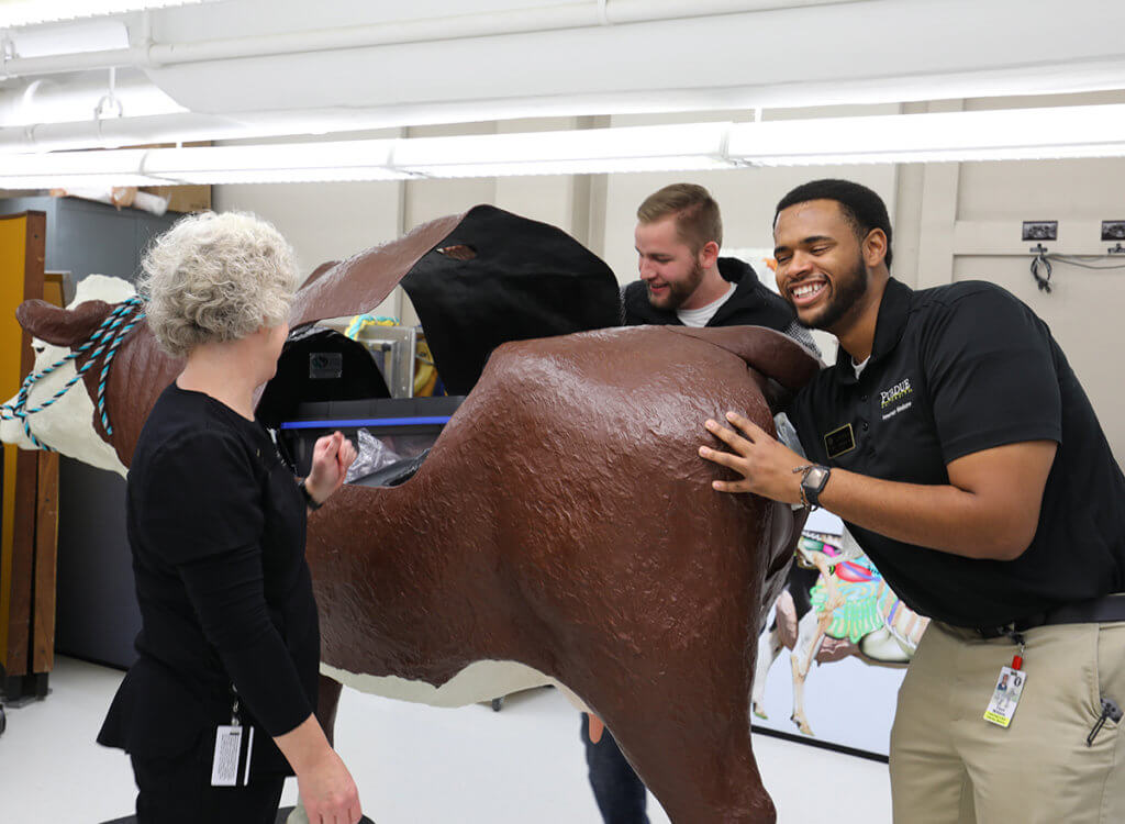 A student practices palpation on the cow model as another students looks into the cow model from above and Danielle looks on