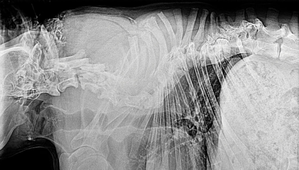 An x-ray shows the profile of a dog's spine with a severe bend to it