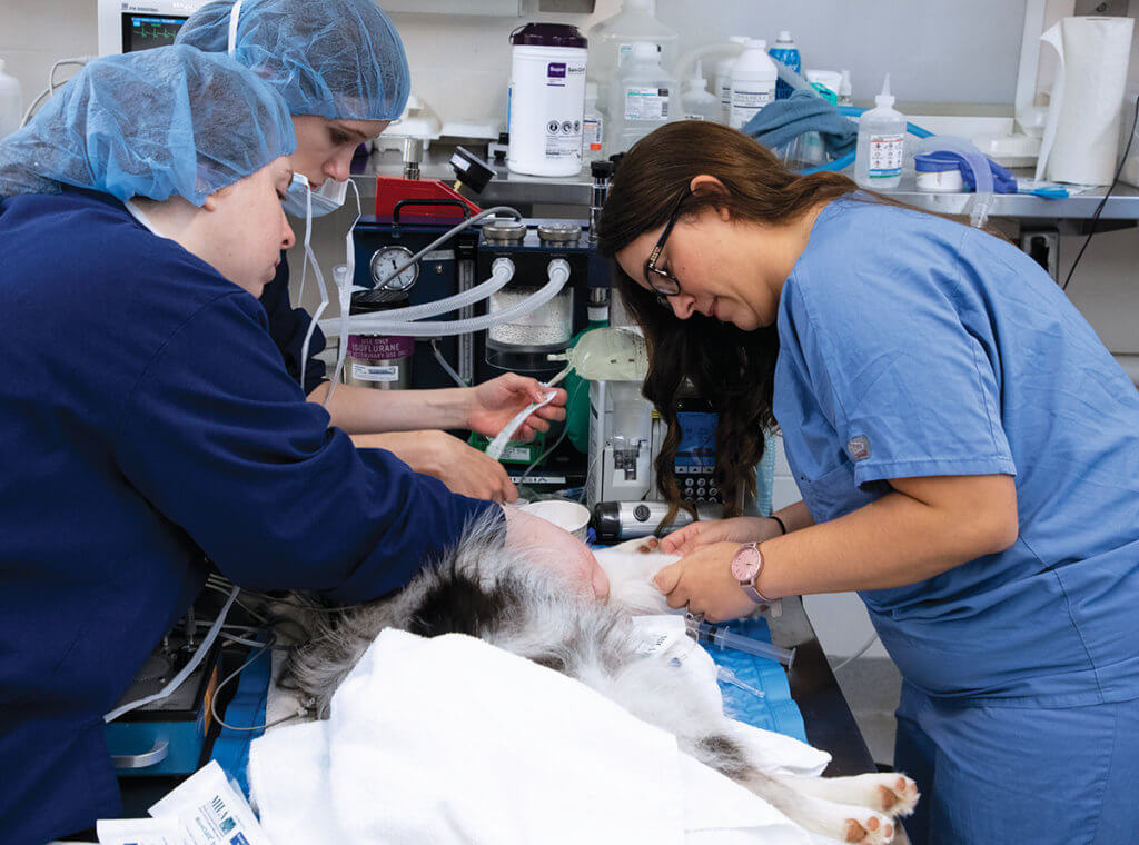 Taylor preps a dog for surgery with the help of two veterinary nursing students