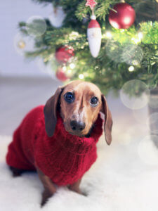 A dachshund in a red sweater sits by a decorated Christmas tree, conveying a festive holiday theme.