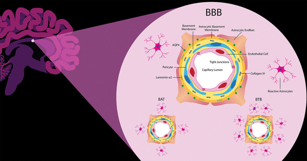 blood brain barrier illustration