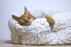 A sleeping orange cat curled up in a soft, fluffy pet bed.
