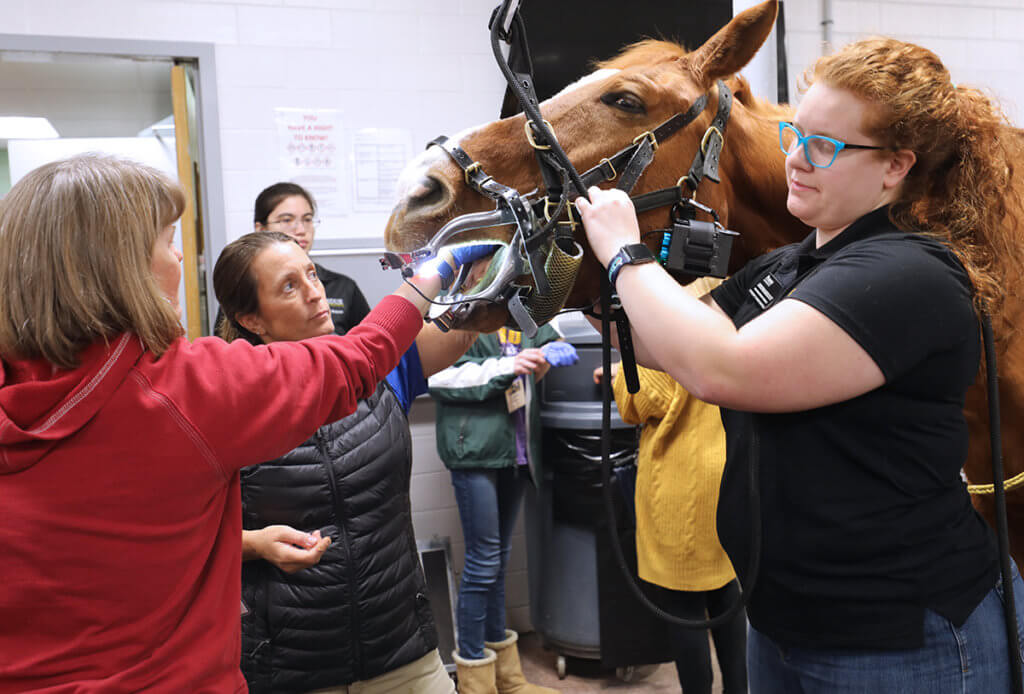 An attendee reaches her hand inside the horse's mouth guided by Dr. Farr