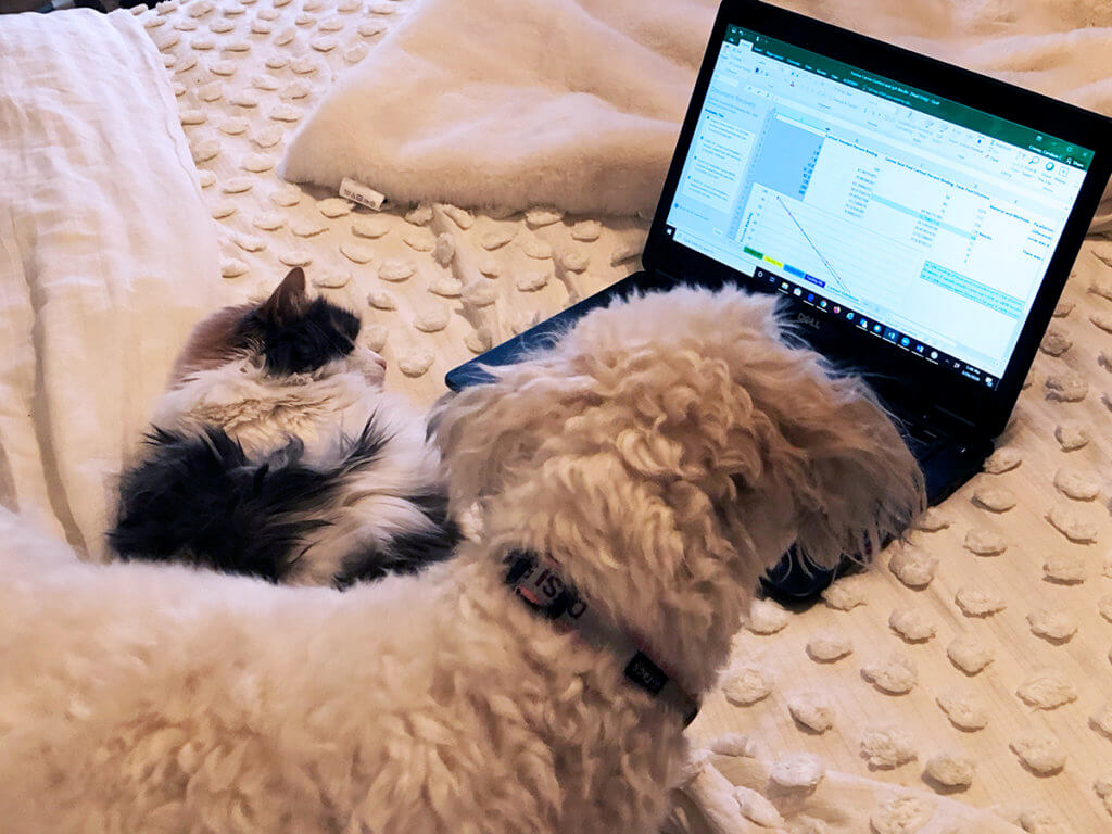 Dr. Croney's pets are pictured sitting or lying on a bed with a laptop open in front of them