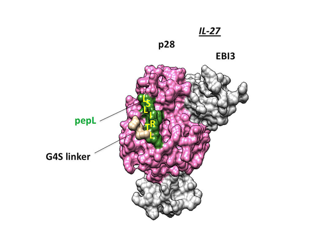 An illustration of protein working to stop tumor growth