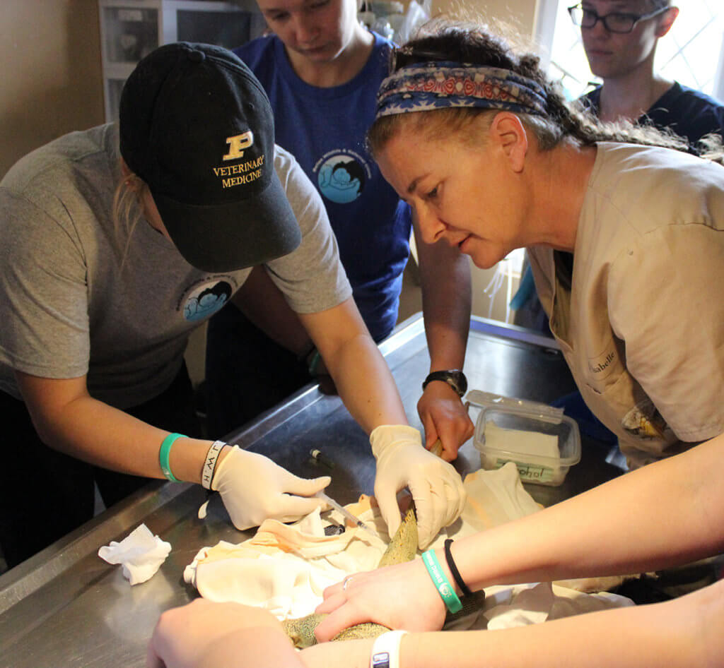 A participant draws blood from a reptile while Dr. Paquet-Durand observes with additional students watch in the background