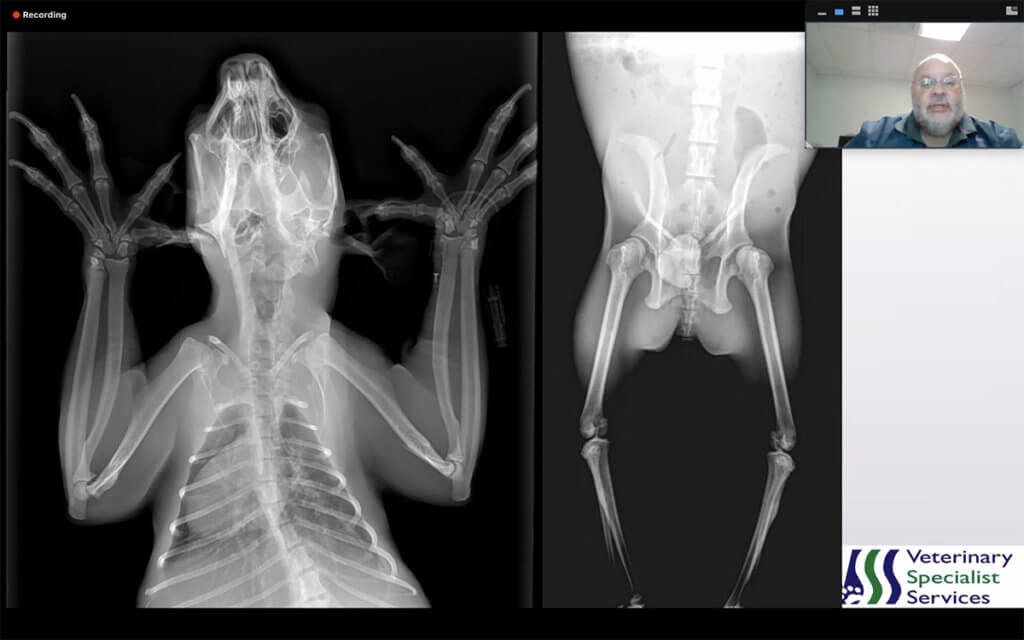 Dr. Moses is pictured in a Zoom lecture screen shot with an xray of a koala pictured on the screen