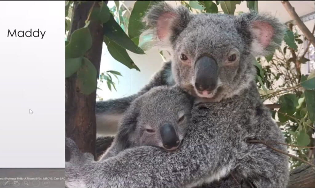 Maddy, an adult female koala, holds her joey in a tree