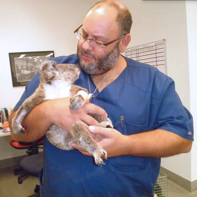 Dr. Moses holds a koala in the clinic