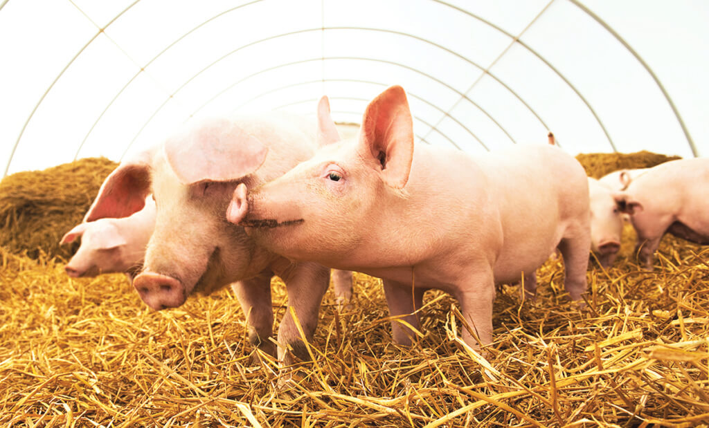 piglets standing in straw