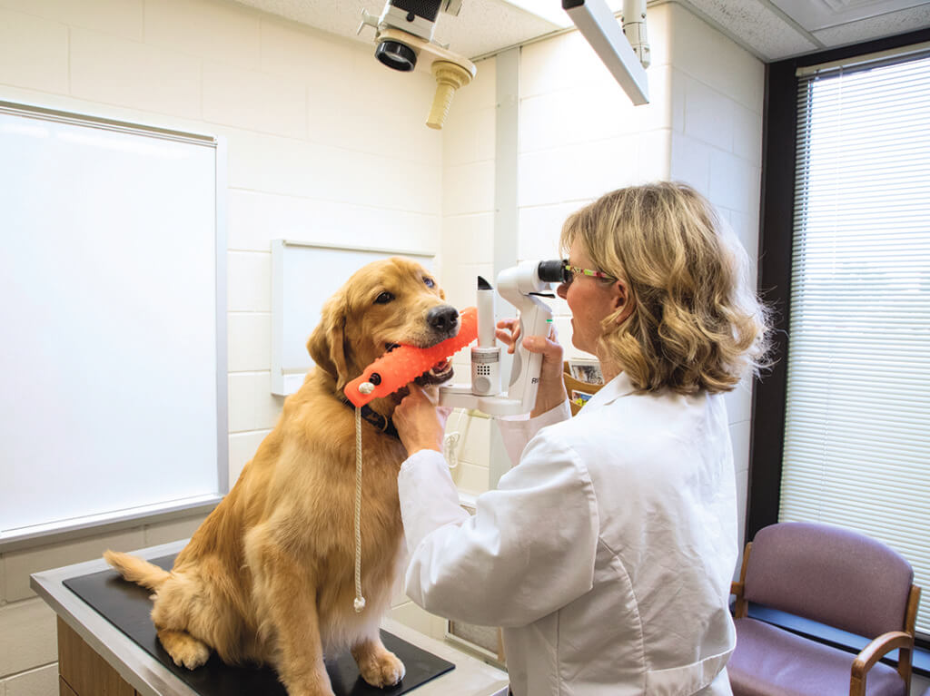 More Than Meets the Eye: Veterinary Ophthalmologist Wendy Townsend Focuses  on Animal Eye Conditions | Purdue University College of Veterinary Medicine