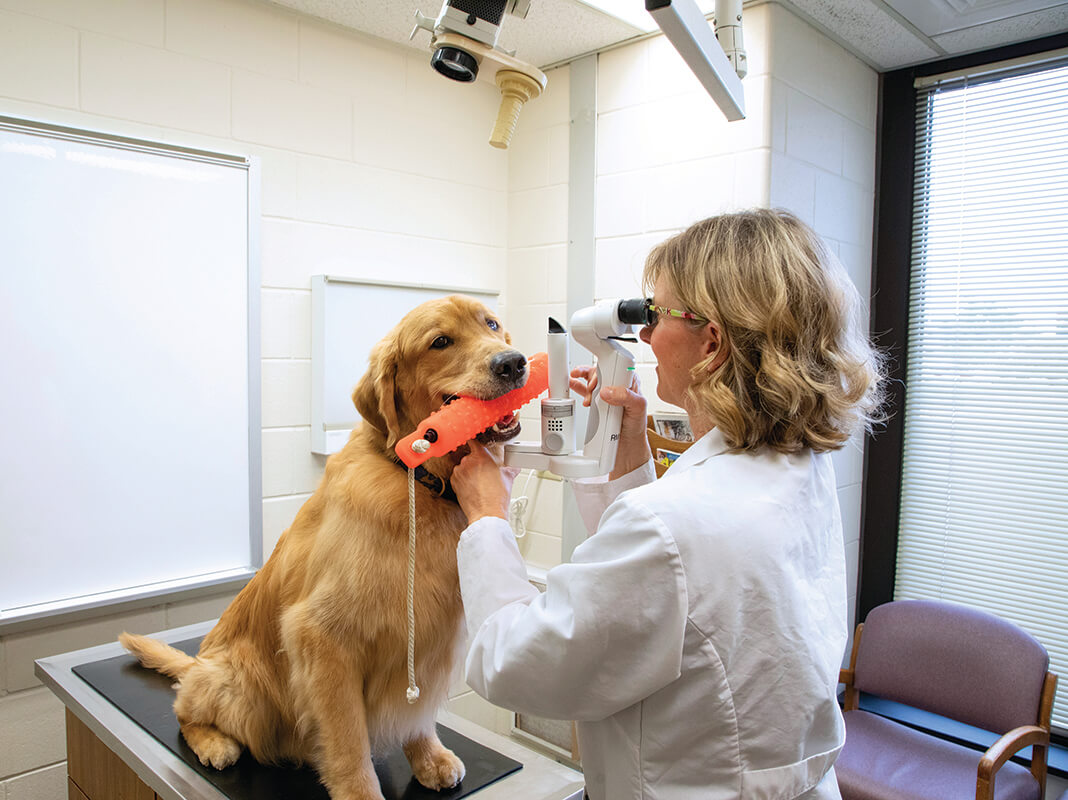 Pet sales eye doctor